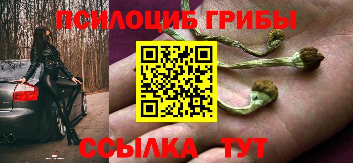 Галлюциногенные грибы Cubensis  Галлюциногенные грибы прущие грибы  Вход с VPN  купить  цена  Новозыбков 